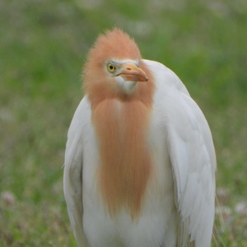 アマサギ 葛西臨海公園 2023年5月1日(月)