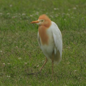 アマサギ 葛西臨海公園 2023年5月1日(月)