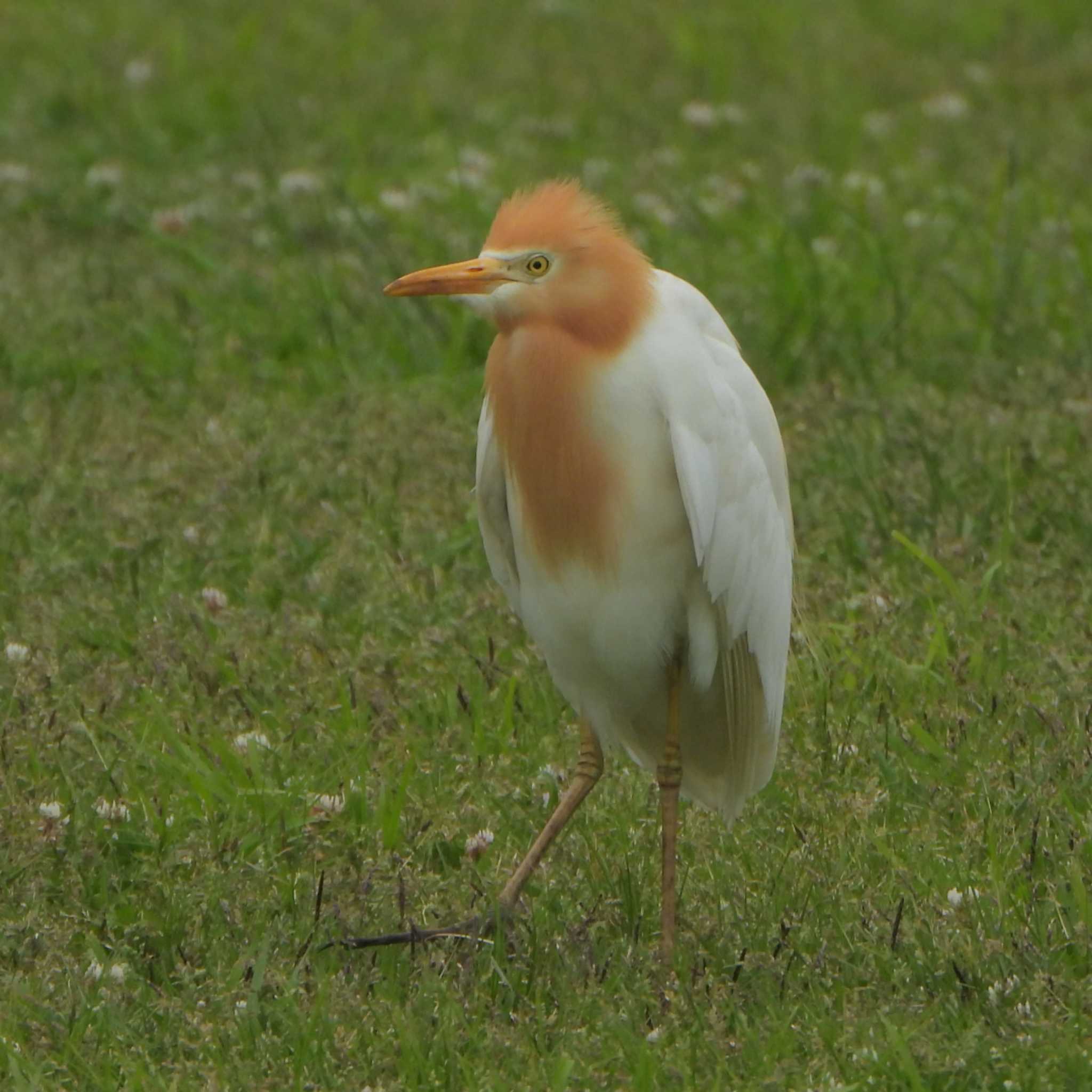 アマサギ