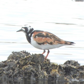 キョウジョシギ 葛西臨海公園 2023年5月1日(月)