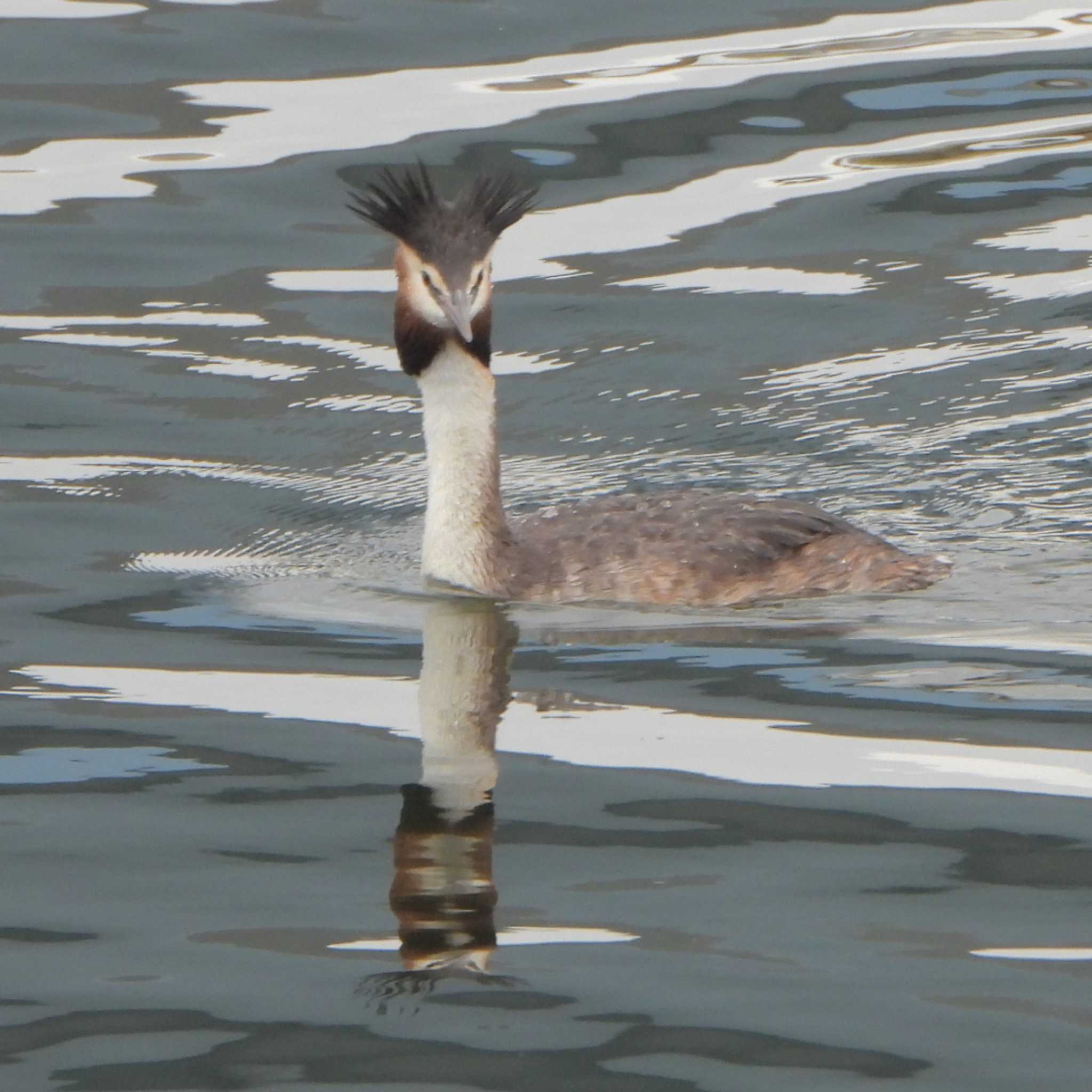 葛西臨海公園 カンムリカイツブリの写真