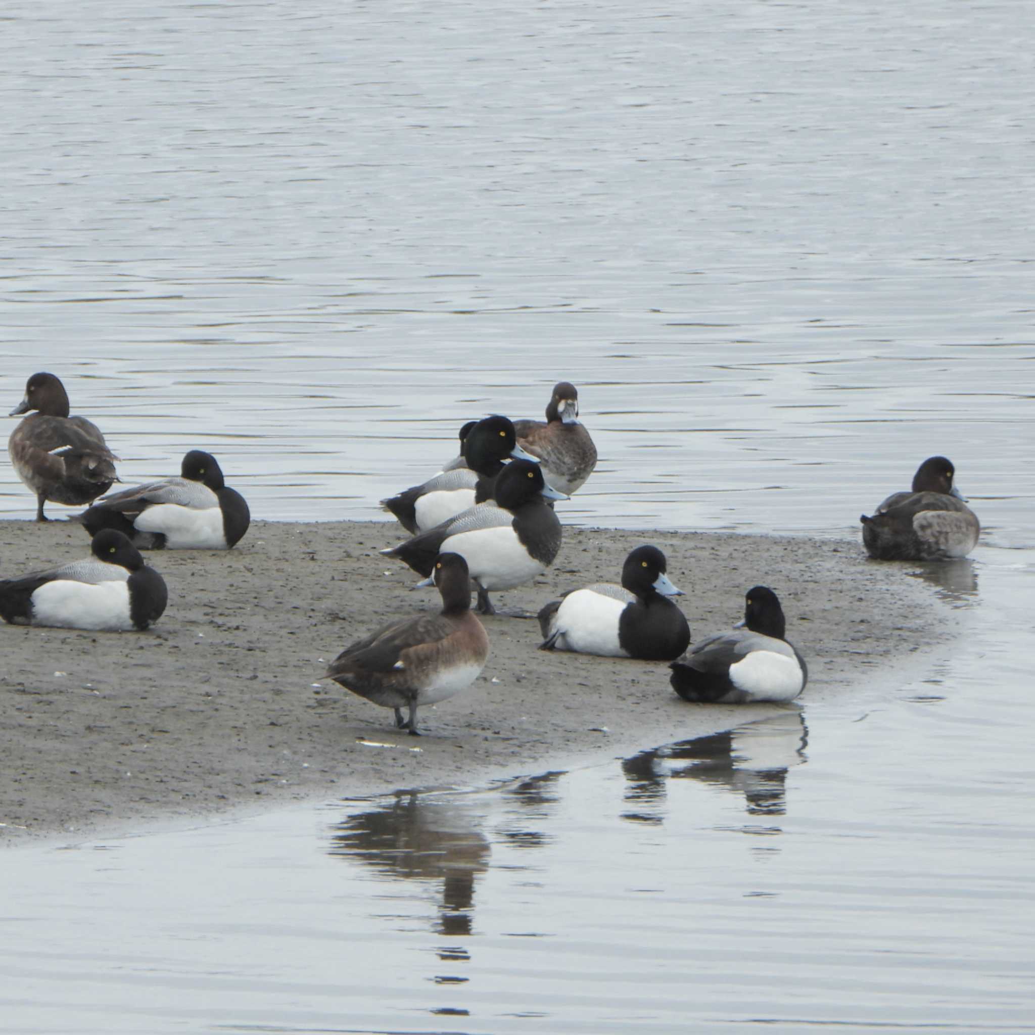 葛西臨海公園 スズガモの写真