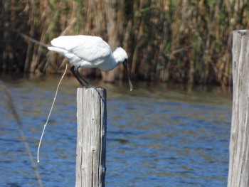 Black-faced Spoonbill 東京都 Tue, 5/2/2023