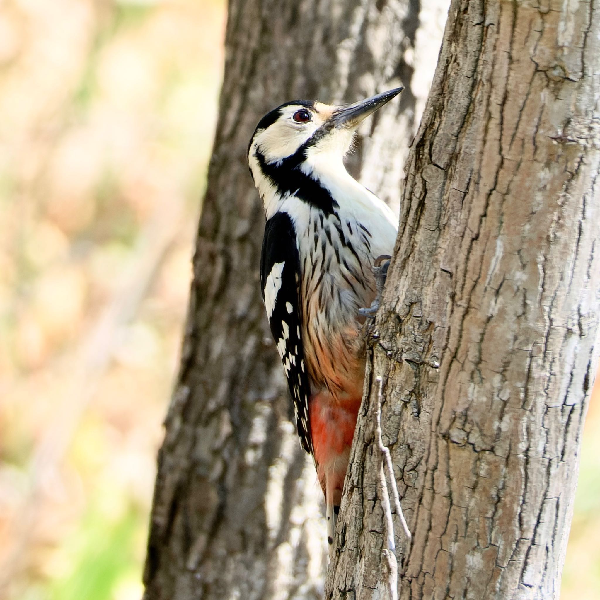 西岡公園(西岡水源地) オオアカゲラの写真