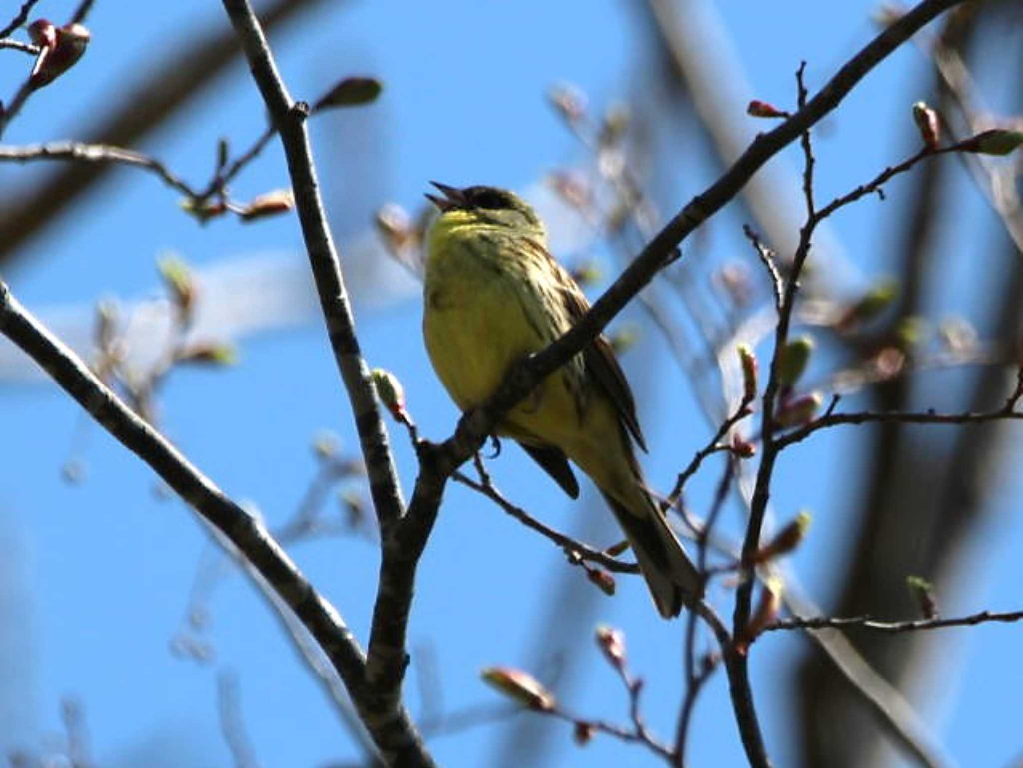 野幌森林公園 アオジの写真