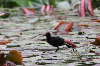 バン 大沼公園(北海道七飯町) 2018年6月10日(日)