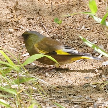 Grey-capped Greenfinch 福島市小鳥の森 Tue, 5/2/2023