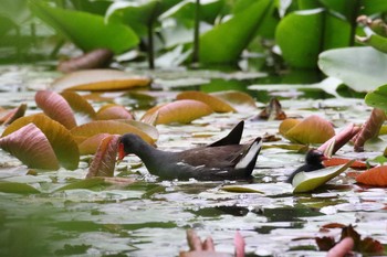 バン 大沼公園(北海道七飯町) 2018年6月10日(日)