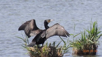 Great Cormorant Kasai Rinkai Park Tue, 5/2/2023