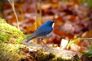 2023年4月30日(日) 柳沢峠の野鳥観察記録