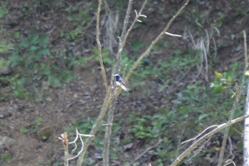 Blue-and-white Flycatcher Unknown Spots Tue, 5/2/2023