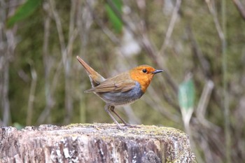 Japanese Robin 山梨県甲斐市 Sat, 4/29/2023