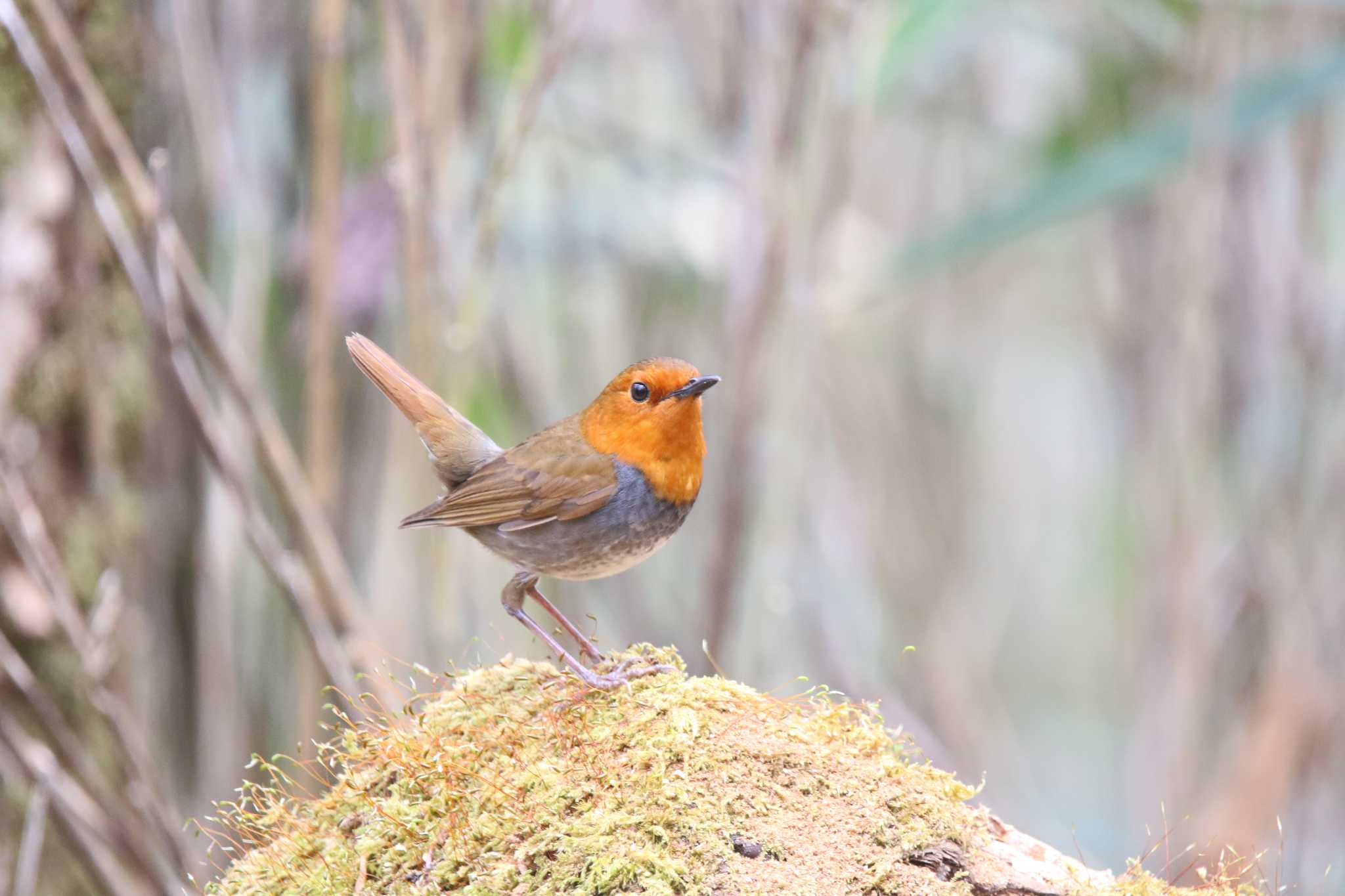 Photo of Japanese Robin at 山梨県甲斐市 by 西表山猫