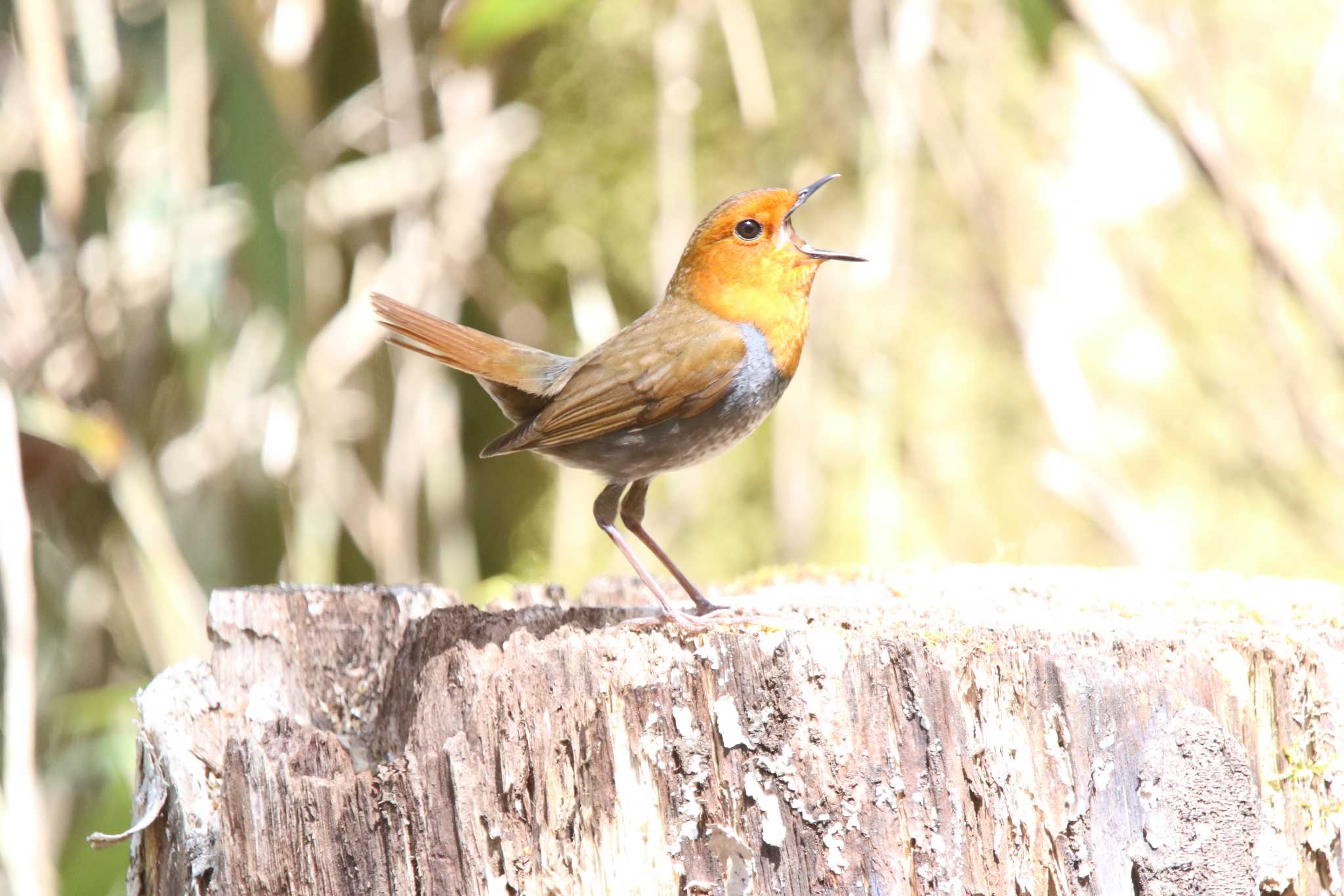 Photo of Japanese Robin at 山梨県甲斐市 by 西表山猫