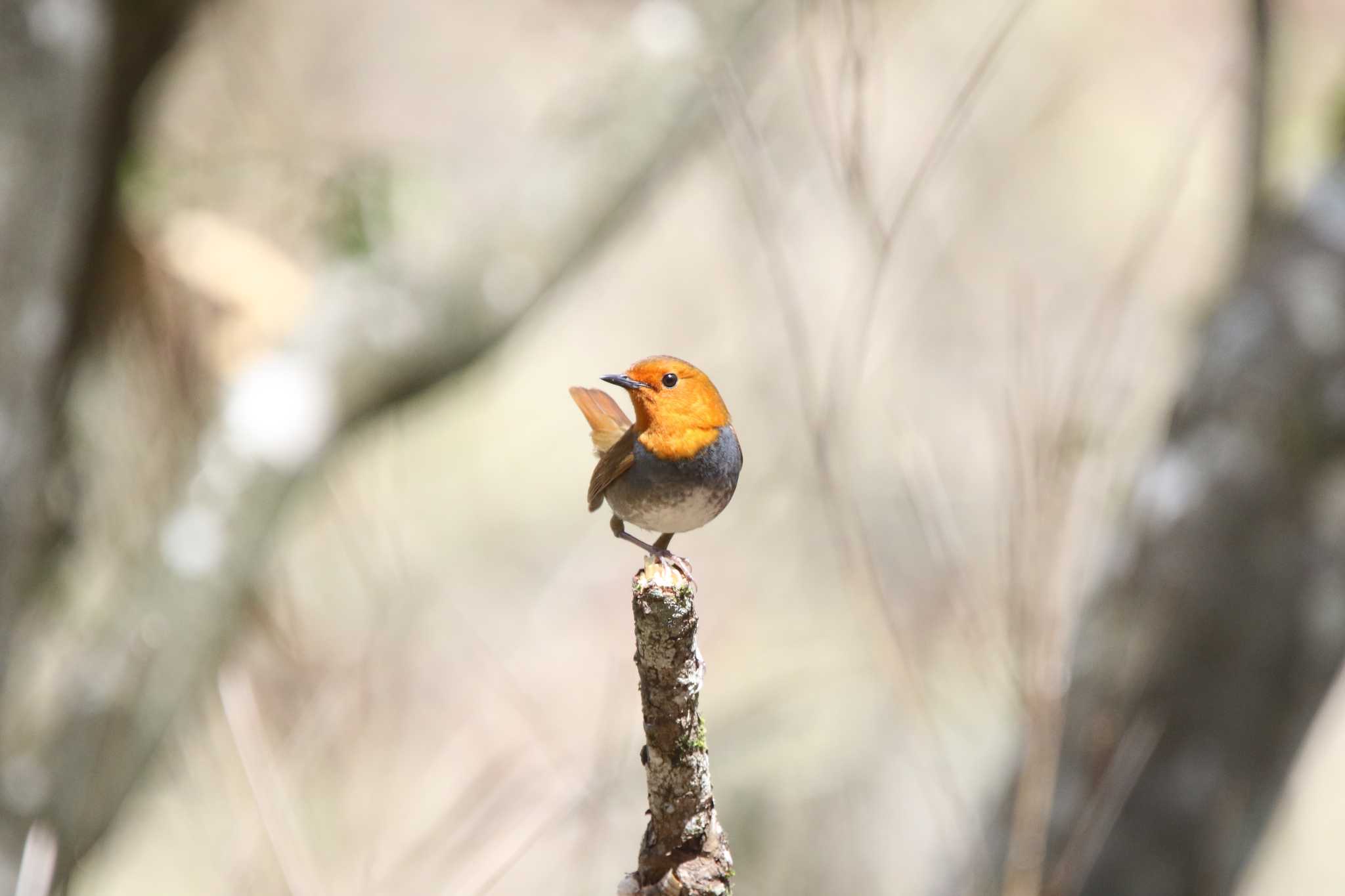 Photo of Japanese Robin at 山梨県甲斐市 by 西表山猫