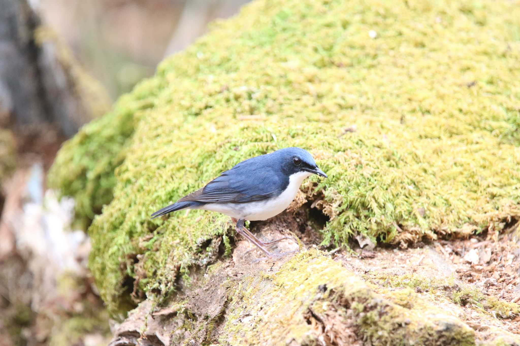 Photo of Siberian Blue Robin at 山梨県甲斐市 by 西表山猫