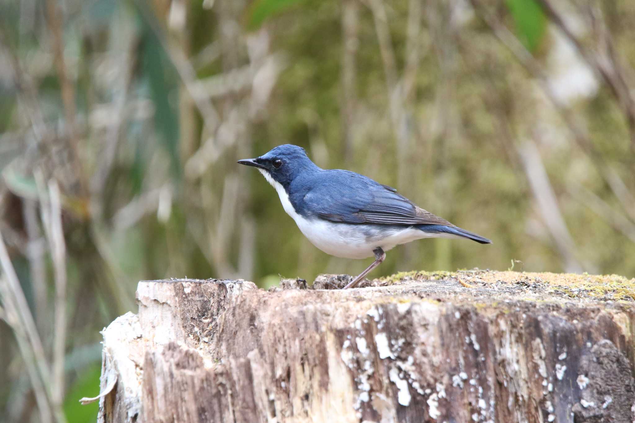 Photo of Siberian Blue Robin at 山梨県甲斐市 by 西表山猫