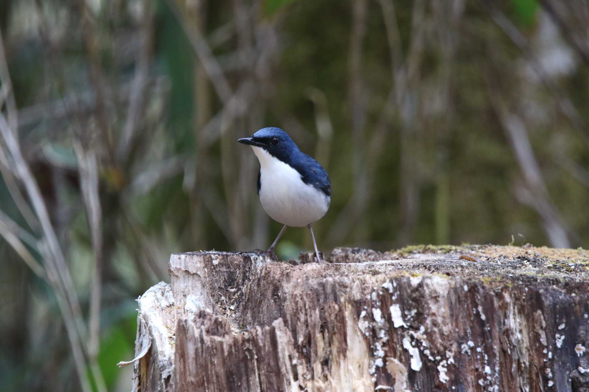 Photo of Siberian Blue Robin at 山梨県甲斐市 by 西表山猫