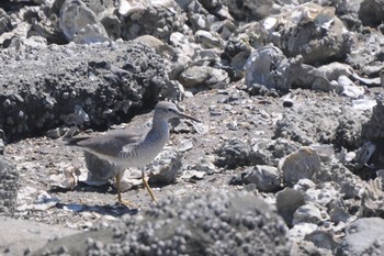 Grey-tailed Tattler Tokyo Port Wild Bird Park Tue, 5/2/2023