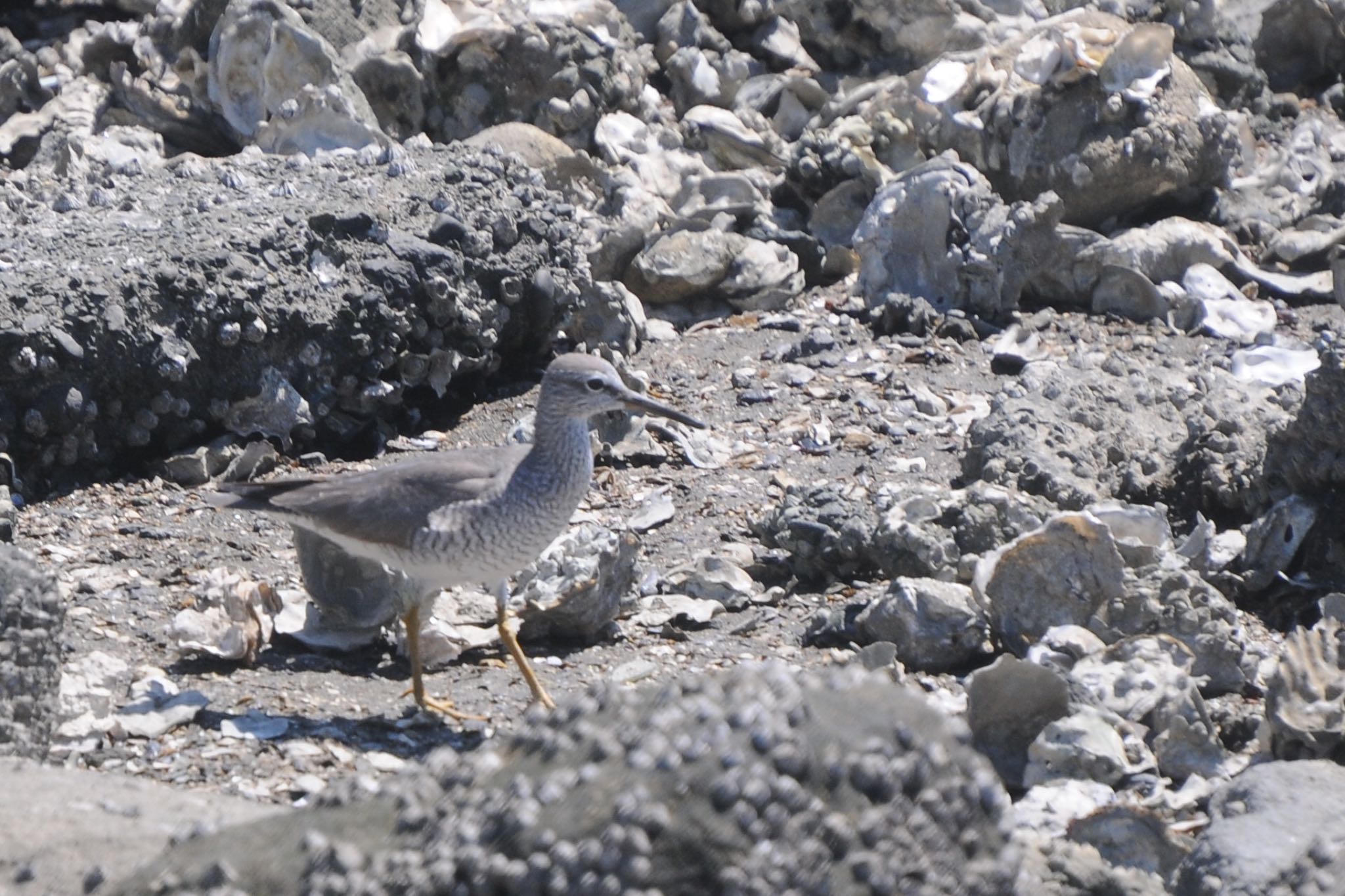 Photo of Grey-tailed Tattler at Tokyo Port Wild Bird Park by ウィル