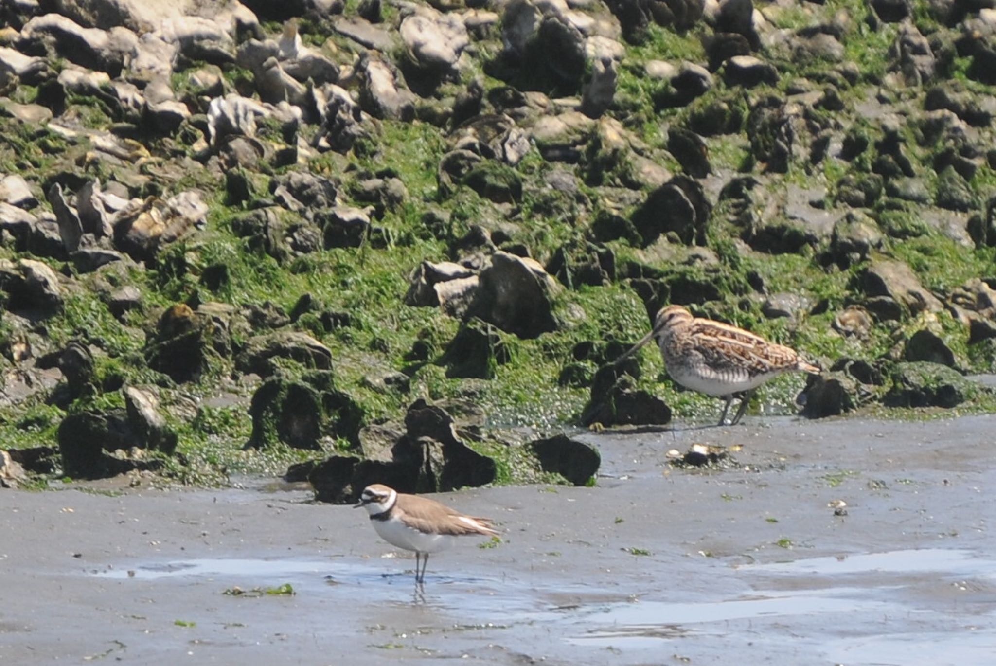 タシギとコチドリ