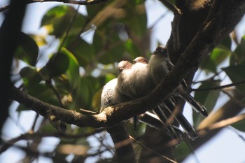 エナガ 東京港野鳥公園 2023年5月2日(火)