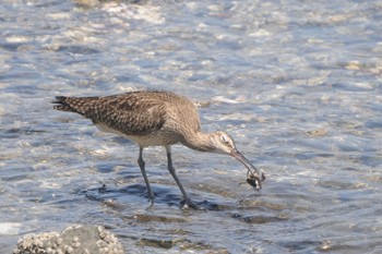 2023年5月2日(火) 東京港野鳥公園の野鳥観察記録