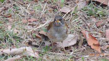 Pale Thrush Kasai Rinkai Park Thu, 3/16/2023