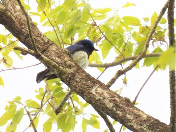 Tue, 5/2/2023 Birding report at 栃木県民の森