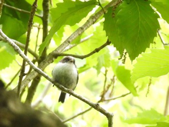 エナガ 栃木県民の森 2023年5月2日(火)