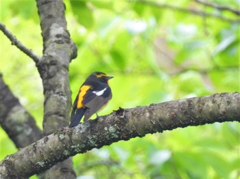 キビタキ 栃木県民の森 2023年5月2日(火)