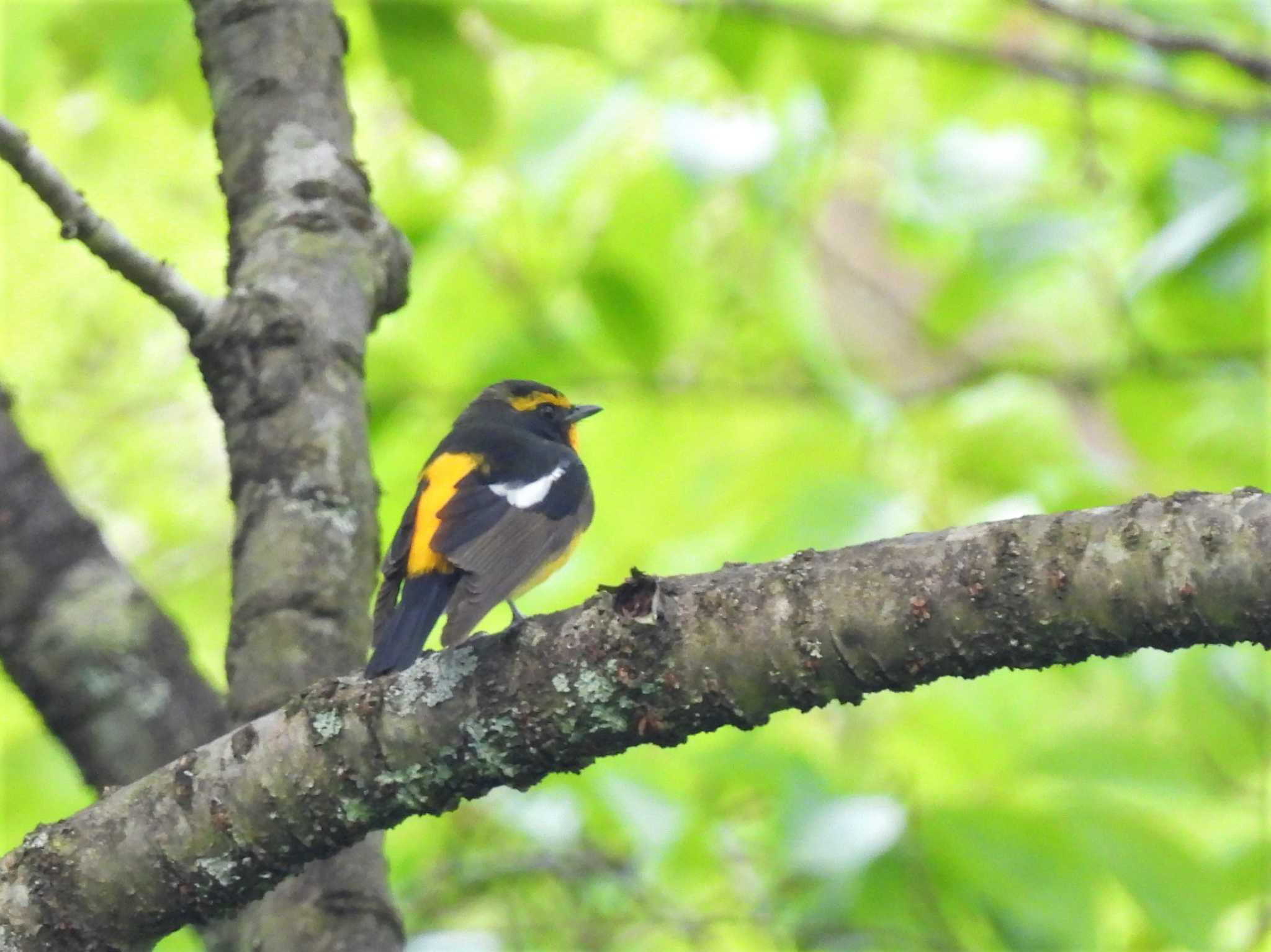 Narcissus Flycatcher