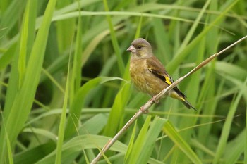 カワラヒワ 北海道　函館市　松倉川 2018年6月11日(月)