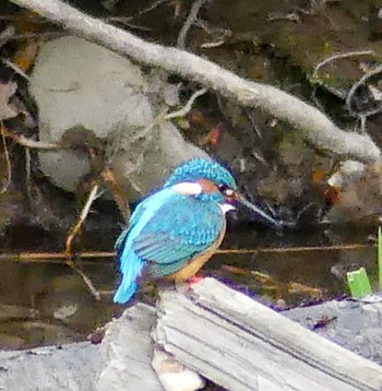 カワセミ 真駒内川 2023年5月2日(火)