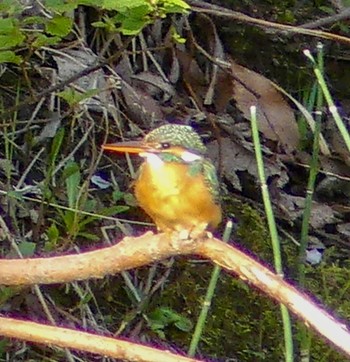 カワセミ 真駒内川 2023年5月2日(火)