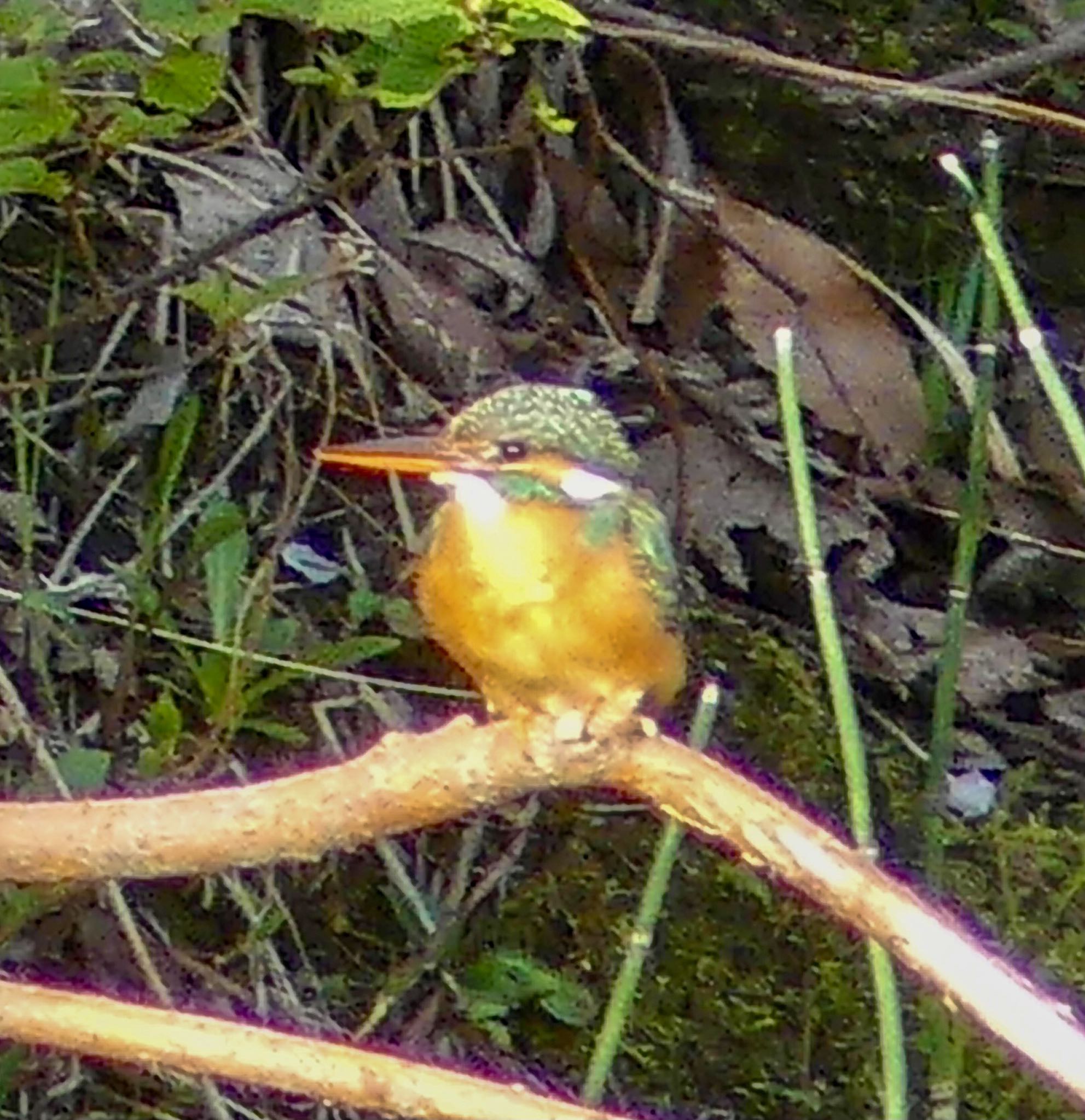 真駒内川 カワセミの写真