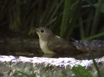 2023年5月2日(火) 京都御苑の野鳥観察記録