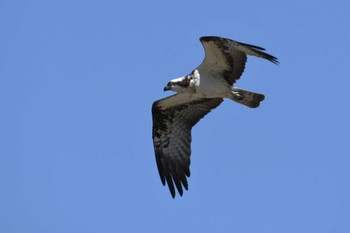 2023年5月1日(月) 珠洲市の野鳥観察記録