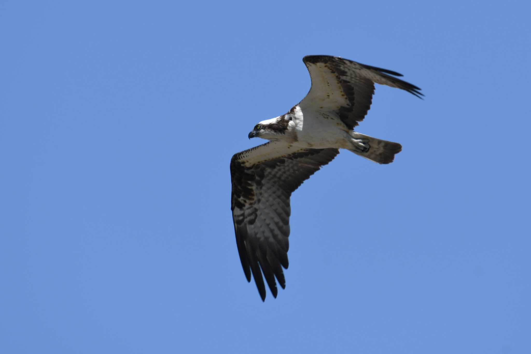 Photo of Osprey at 珠洲市 by Semal