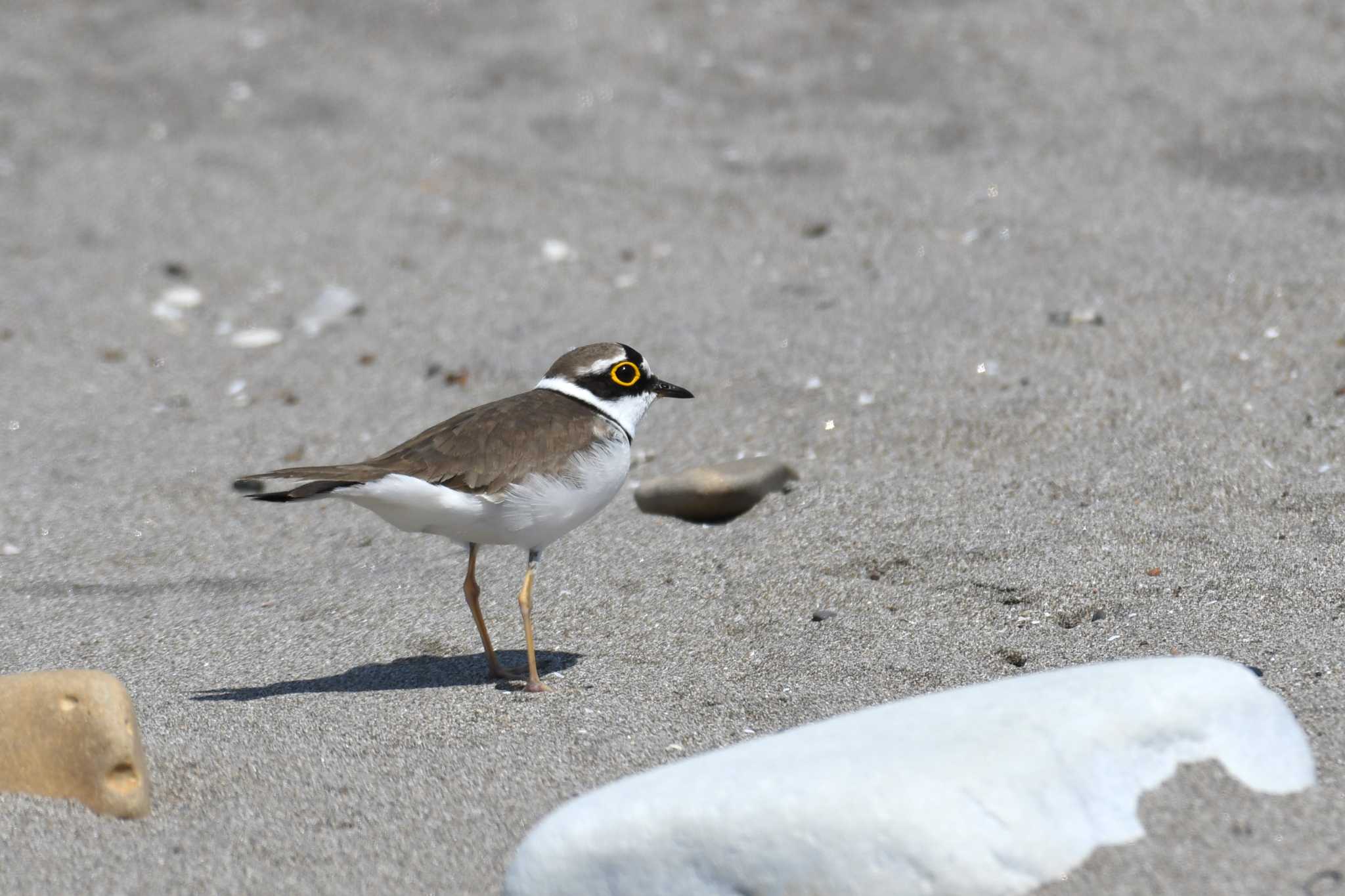 Little Ringed Plover