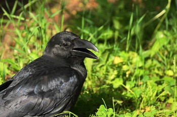 ハシブトガラス 北海道 2018年6月3日(日)