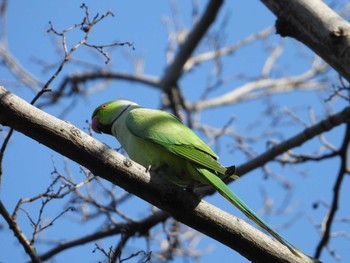 ワカケホンセイインコ 上野恩賜公園 2023年2月18日(土)