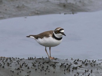 コチドリ 東京港野鳥公園 2023年4月29日(土)