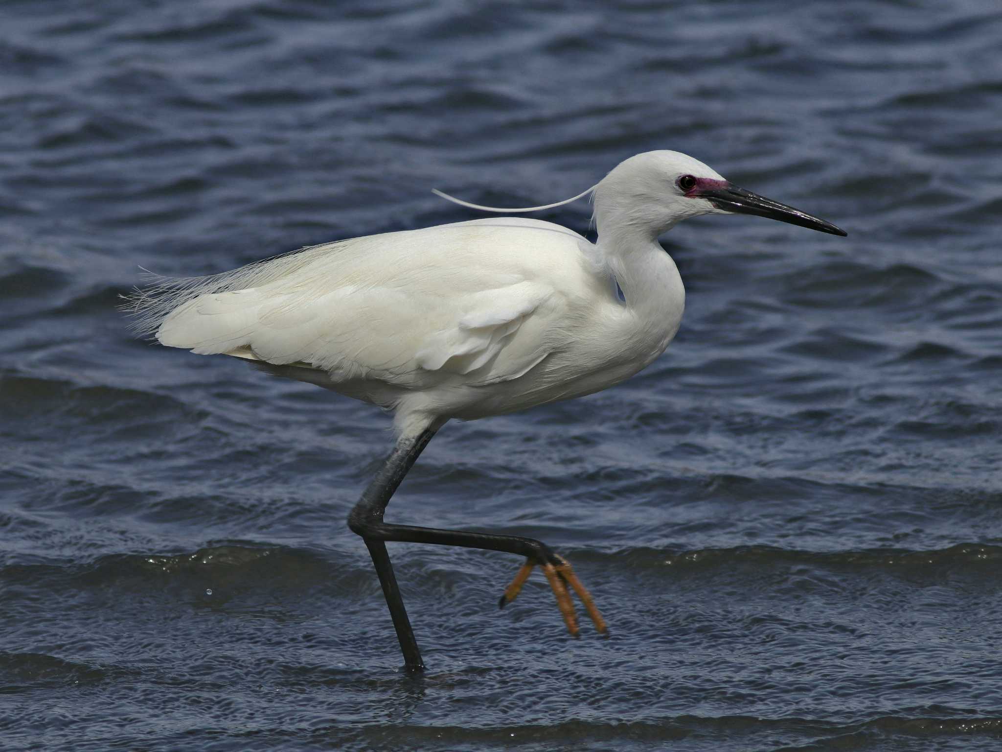 東京港野鳥公園　婚姻色の小鷺