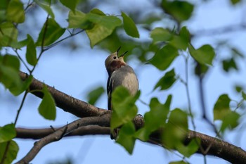 コムクドリ 豊平公園(札幌市) 2023年5月2日(火)