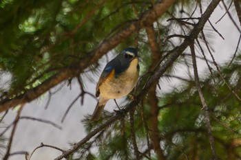 ルリビタキ 豊平公園(札幌市) 2023年5月2日(火)