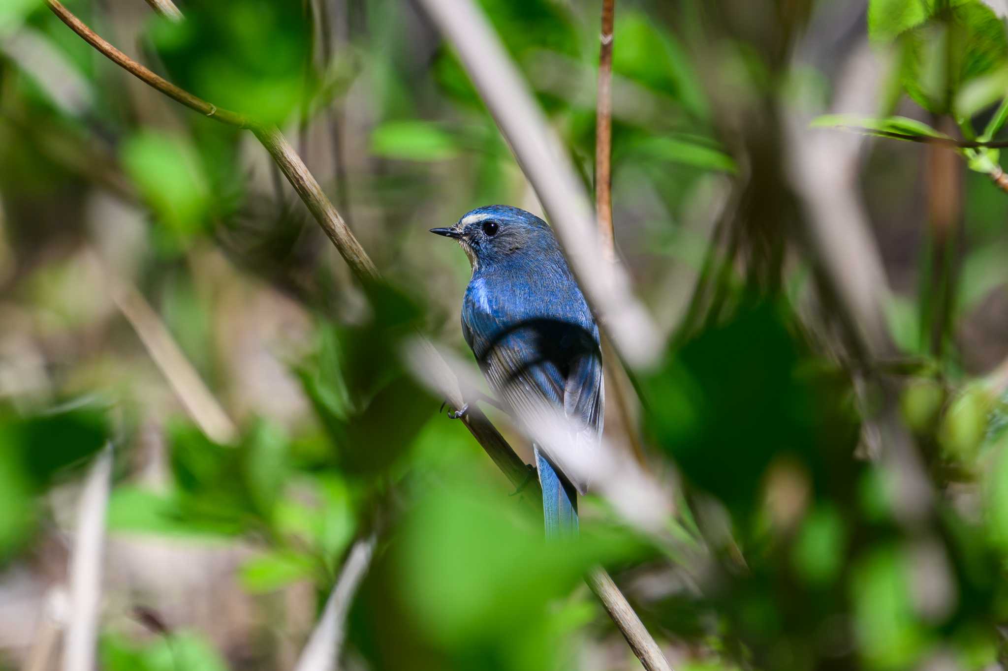 Photo of Red-flanked Bluetail at 豊平公園(札幌市) by North* Star*