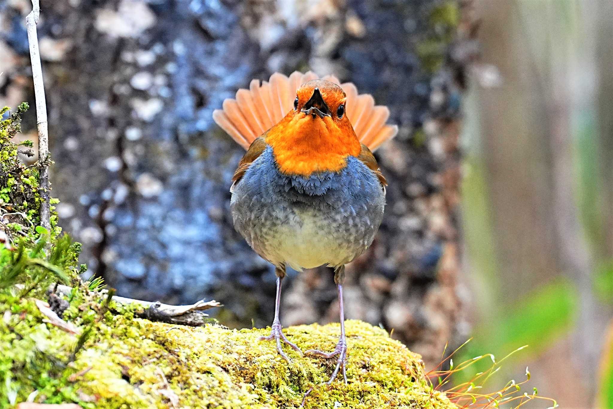 柳沢峠 コマドリの写真