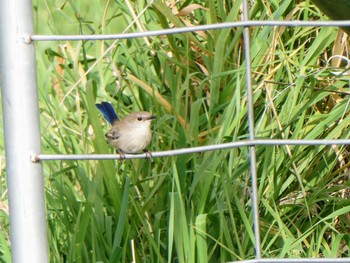 ルリオーストラリアムシクイ Jerrabomberra Wetlands, Fyshwick, ACT, Australia 2023年4月15日(土)