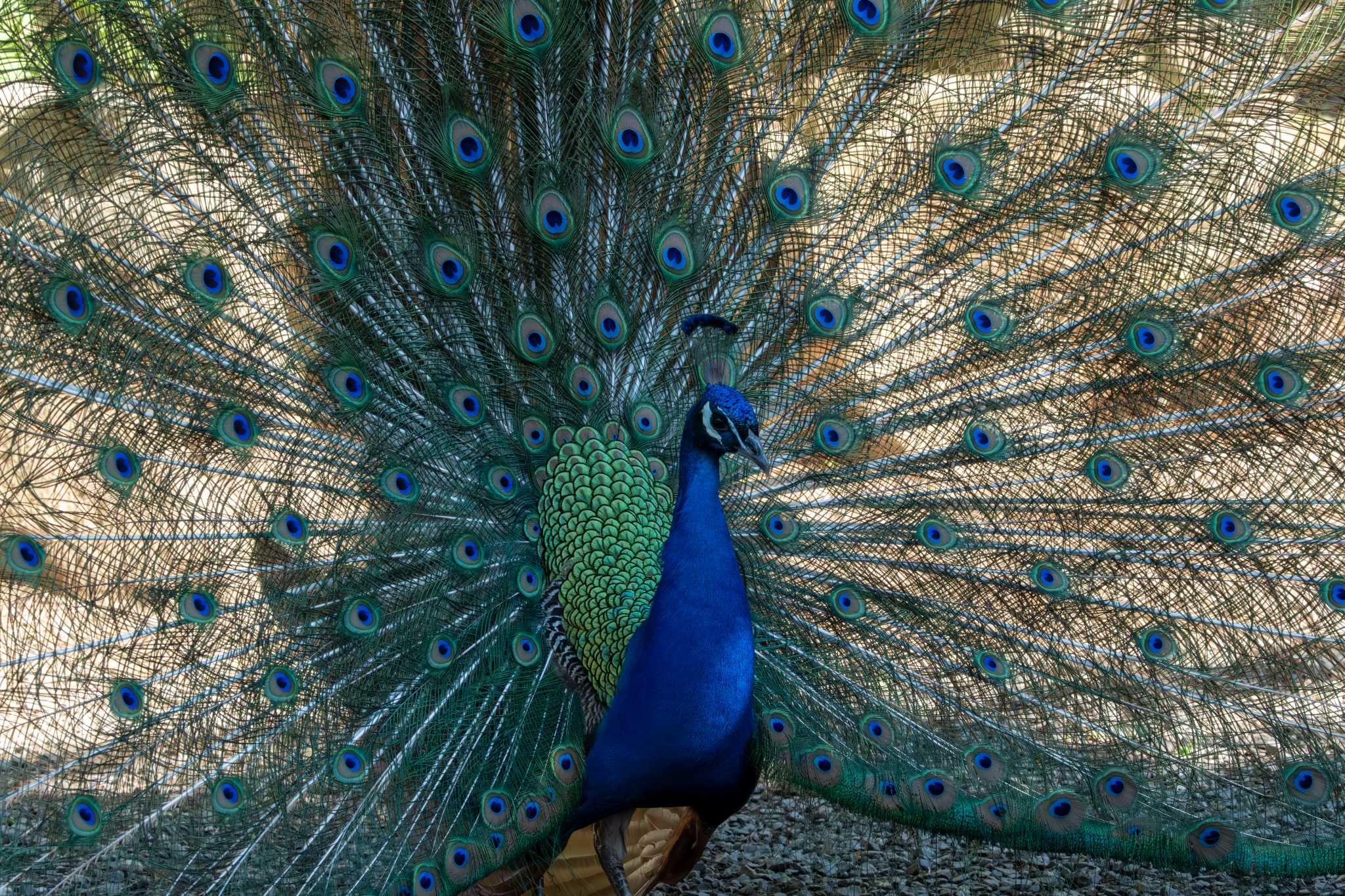 Photo of Indian Peafowl at 雨引観音 by MNB EBSW
